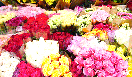 开业用什么花好看 IMGd43d7e5f352749656637313.gif