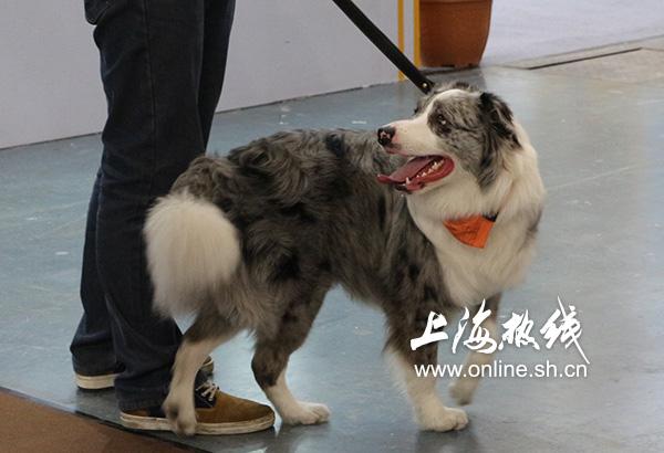哈可爱！ 上海宠博会开幕 各类名犬套图赏 神兽乱入