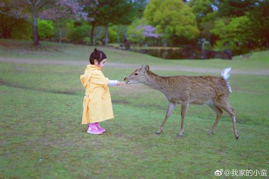 吃货网红小蛮在日本跟小鹿玩耍 最后却哭了
