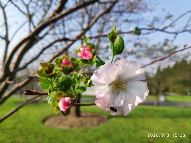 【探索】樱花“花开二度”，这2个公园可以打卡！