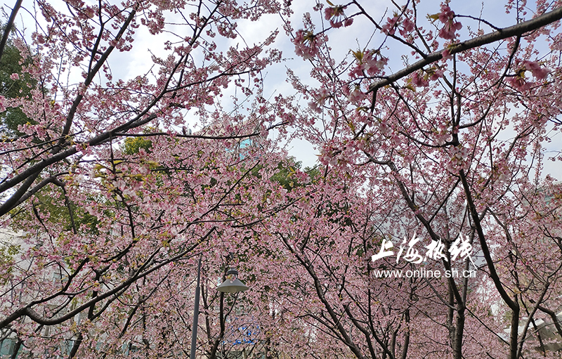又到一年樱花季 上海樱花先锋队吹响号角 超美樱花大道来了
