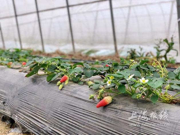  香椿每斤超100元，草莓单颗七八元 “天价农产品”该拿什么来爱你 