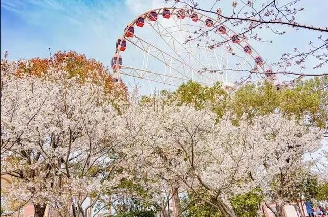  2022上海樱花节3月15日启幕！交通出行攻略新鲜出炉 