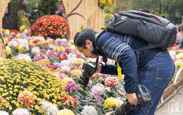 【2019上海赏花时间表】新鲜出炉!收藏好够玩
