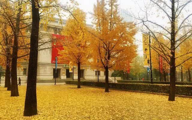 【2019上海赏花时间表】新鲜出炉!收藏好够玩