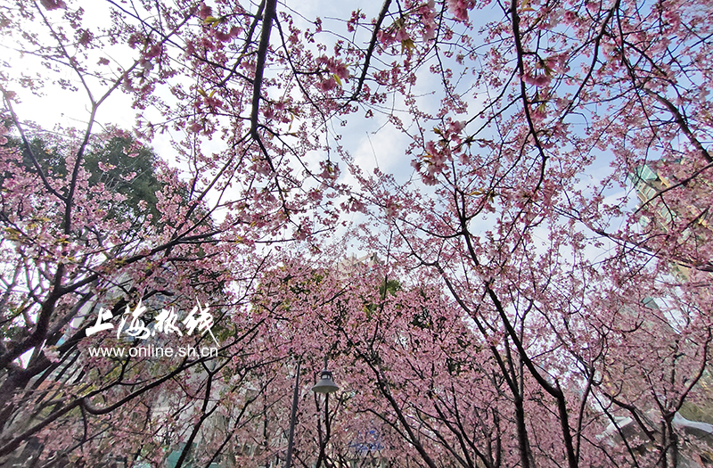 又到一年樱花季 上海樱花先锋队吹响号角 超美樱花大道来了