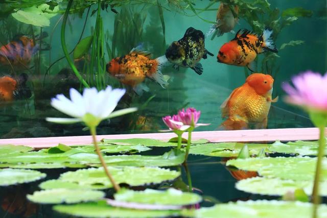 【探索】申城公园9月有哪些花展、活动呢?预告来啦→