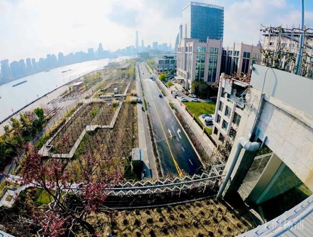 去处‖杨浦滨江的这座“空中花园”，藏着你想不到的美！