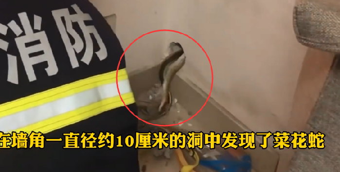 奉贤一居民家来了一位“不速之客”墙角藏着80厘米的菜花蛇