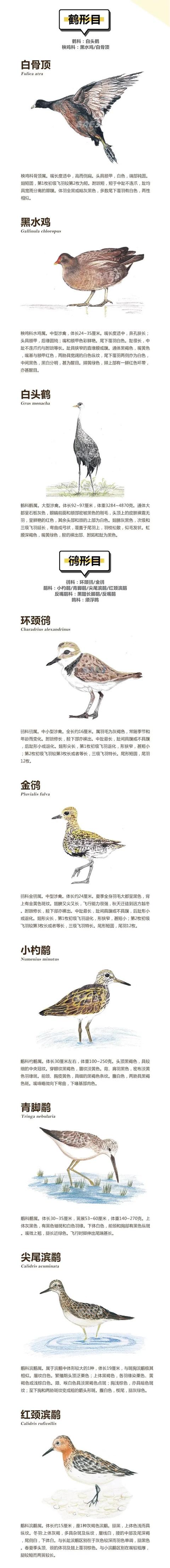 栖息于上海的这些湿地水鸟，你都认识吗？