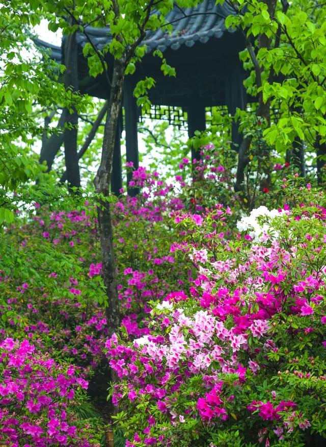 【探索】申城杜鹃花正值观赏期,这些公园可打卡→