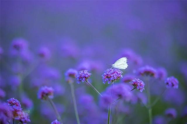 【探索】宝山这片紫色花田如期而至，快来邂逅浪漫的马鞭草吧→