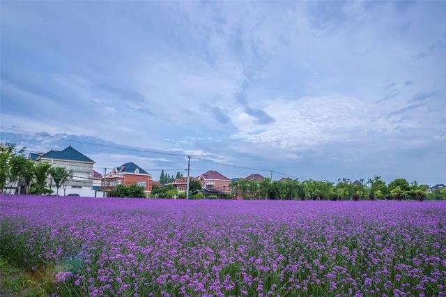 【探索】宝山这片紫色花田如期而至，快来邂逅浪漫的马鞭草吧→