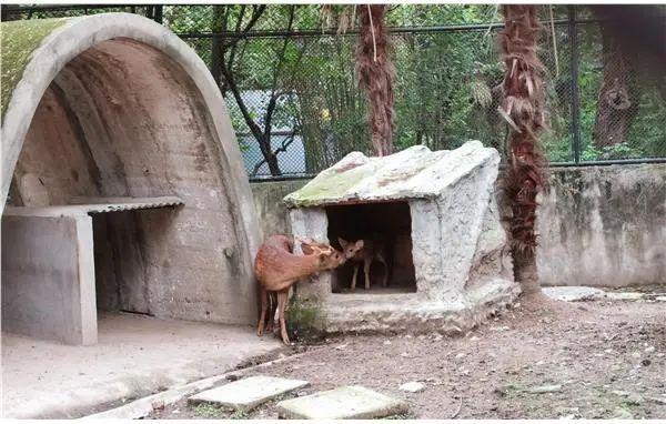 【探索】上海动物园的浣熊和豚鹿喜添萌娃！