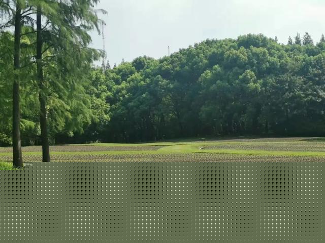 【探索】共青森林公园5000平米花田更新中,国庆后可观赏!