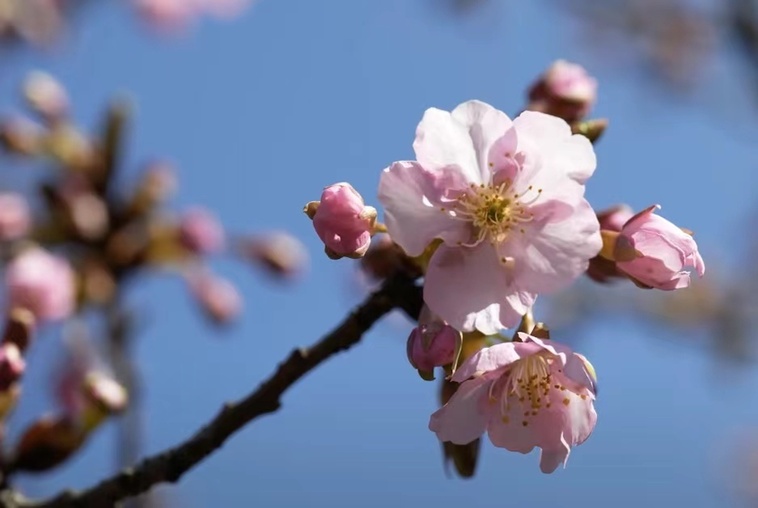 樱色赠人落地成诗 去宝山赴一场樱花之约——上海热线侬好频道