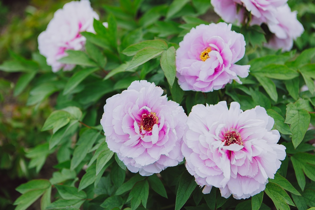 牡丹的花期是多久 IMGfc4dd4d22cd163076451534.jpg